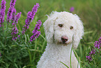 Labradoodle Portrait