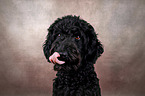 Labradoodle portrait