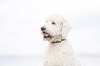 Labradoodle Portrait