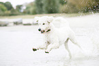 running Labradoodle