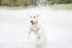 running Labradoodle