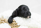 black Labradoodle Puppy