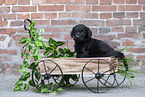 Labradoodle puppy