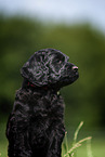 Labradoodle puppy portrait