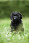 black Labradoodle on meadow