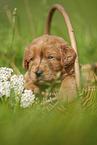 Labradoodle puppy in basket