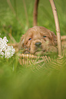 Labradoodle puppy in basket