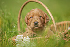 Labradoodle puppy in basket