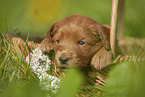 Labradoodle puppy in basket