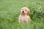 Labradoodle puppy