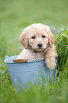 Labradoodle puppy in bucket