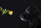 Labradoodle in front of black background