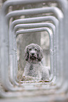 male Labradoodle