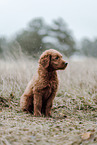 Labradoodle Puppy