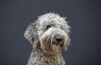 Labradoodle