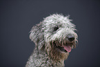 Labradoodle