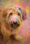 Labradoodle