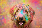 Labradoodle