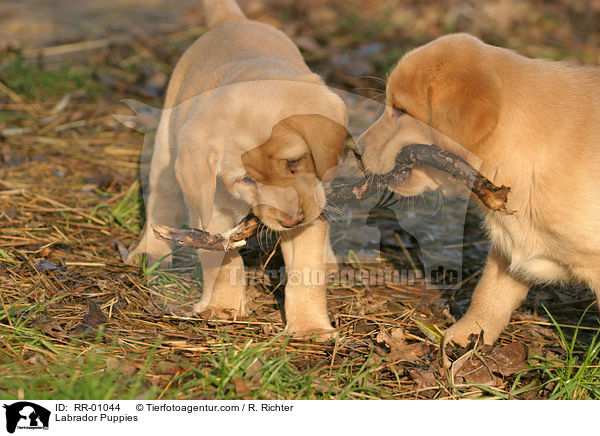 Labrador welpen / Labrador Puppies / RR-01044