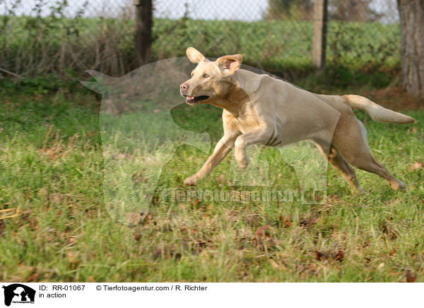 Labrador in Bewegung / in action / RR-01067