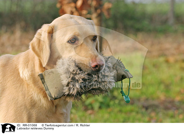 Labrador mit Dummy / Labrador retrieves Dummy / RR-01068