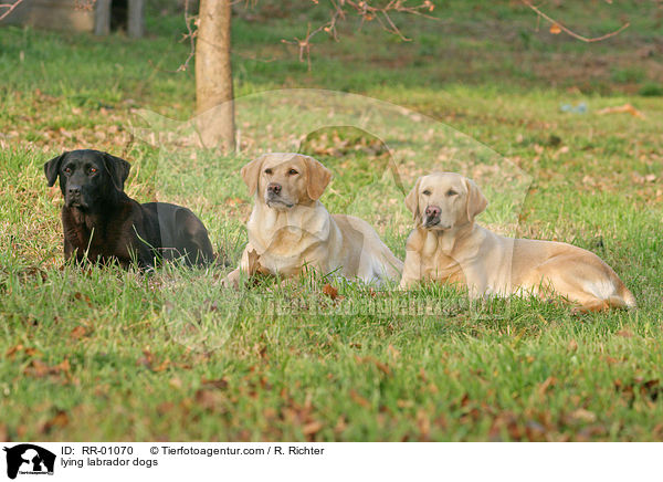liegende Labradorhunde / lying labrador dogs / RR-01070