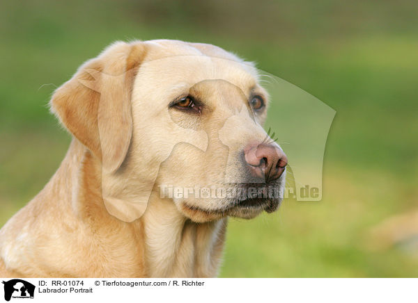 Labrador Portrait / Labrador Portrait / RR-01074