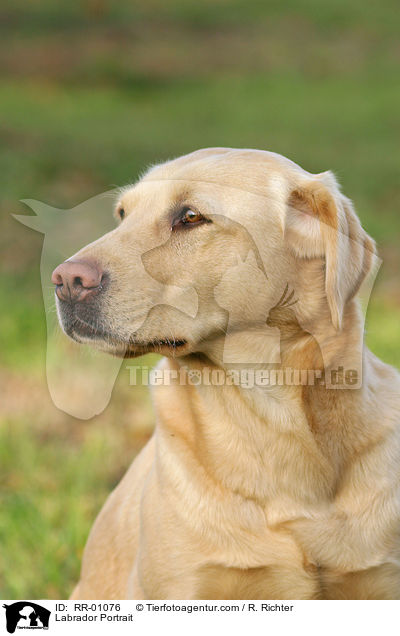 Labrador Portrait / Labrador Portrait / RR-01076