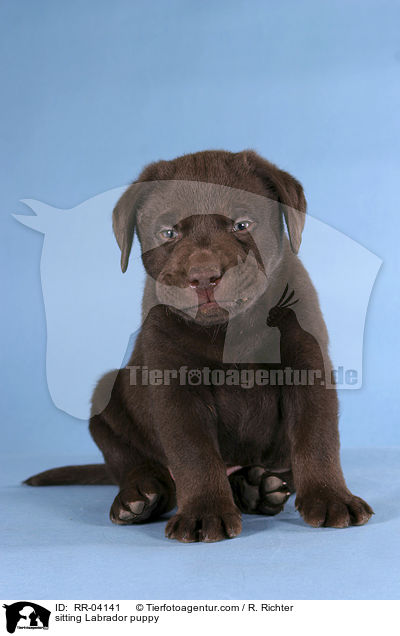 sitzender Labrador Welpe / sitting Labrador puppy / RR-04141