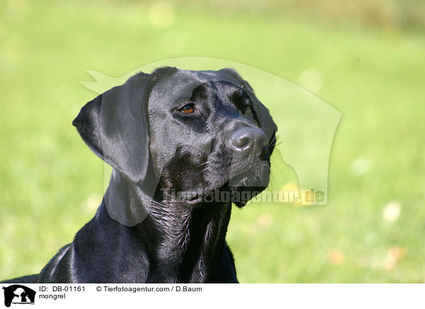 Labrador-Mischling / mongrel / DB-01161