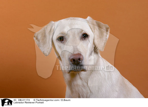 Labrador Retriever Portrait / Labrador Retriever Portrait / DB-01174