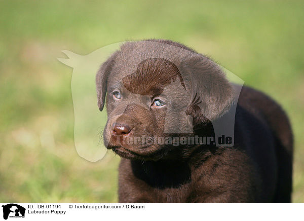 Labrador Welpe / Labrador Puppy / DB-01194