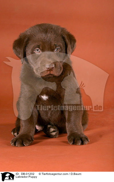 Labrador Welpe / Labrador Puppy / DB-01202