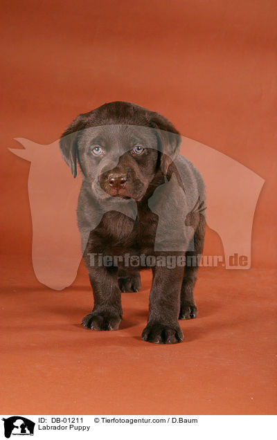 Labrador Welpe / Labrador Puppy / DB-01211