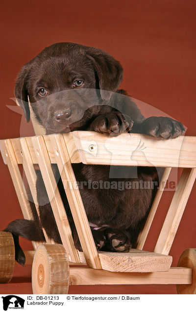 Labrador Welpe / Labrador Puppy / DB-01213