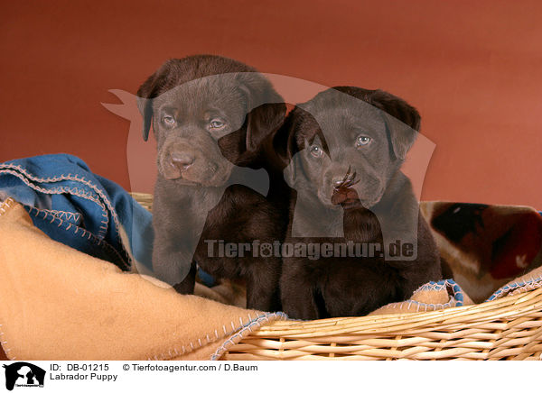 Labrador Welpe / Labrador Puppy / DB-01215