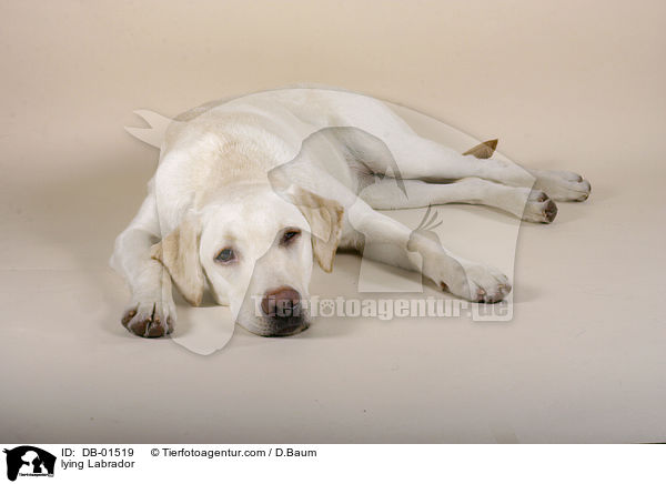 liegender Labrador Retriever / lying Labrador / DB-01519