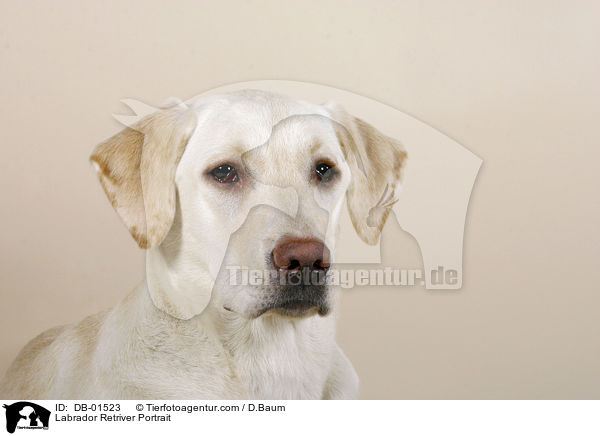 Labrador Retriver Portrait / Labrador Retriver Portrait / DB-01523