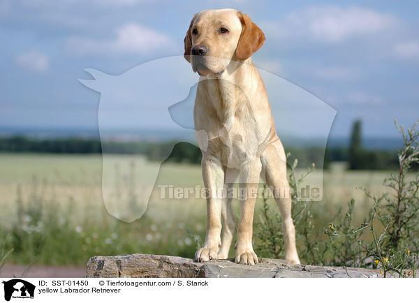 gelber Labrador Retriever / yellow Labrador Retriever / SST-01450