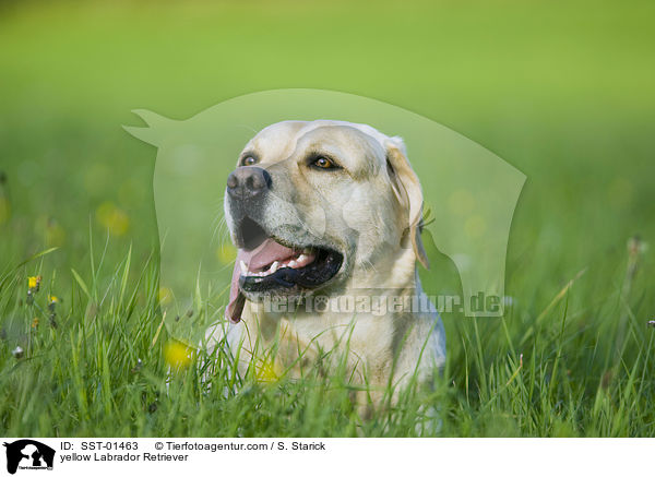 gelber Labrador Retriever / yellow Labrador Retriever / SST-01463