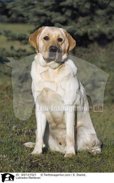 Labrador Retriever / Labrador Retriever / SST-01521