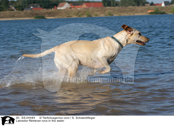 im Wasser rennender Labrador Retriever / Labrador Retriever runs in the water / SS-04484