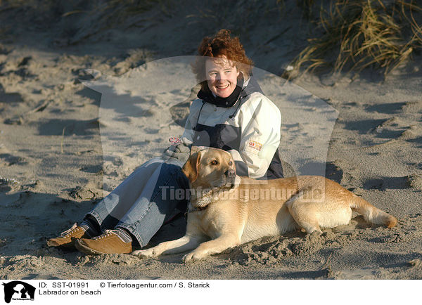 Labrador am Strand / Labrador on beach / SST-01991