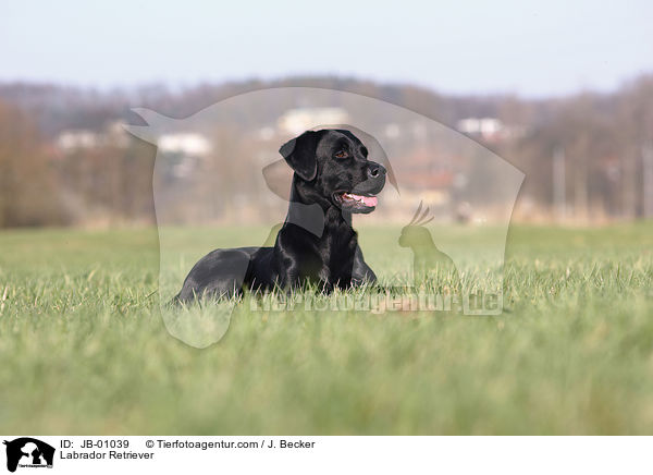 Labrador Retriever / JB-01039