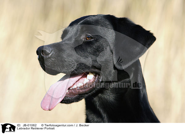 Labrador Retriever Portrait / Labrador Retriever Portrait / JB-01062