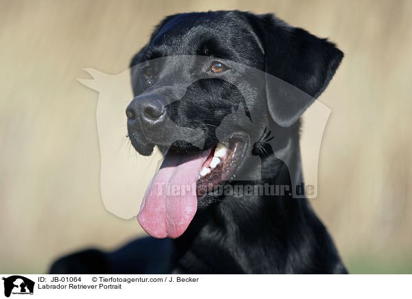 Labrador Retriever Portrait / Labrador Retriever Portrait / JB-01064