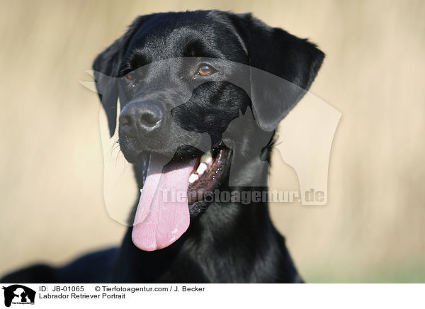 Labrador Retriever Portrait / Labrador Retriever Portrait / JB-01065