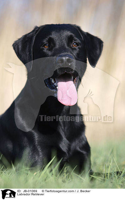 Labrador Retriever / Labrador Retriever / JB-01069