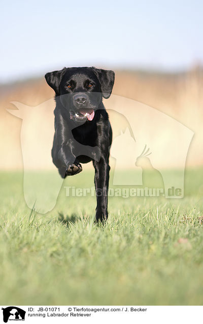 rennender Labrador / running Labrador Retriever / JB-01071