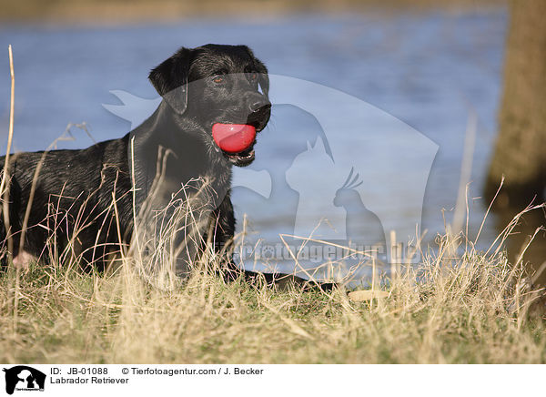 Labrador Retriever / JB-01088